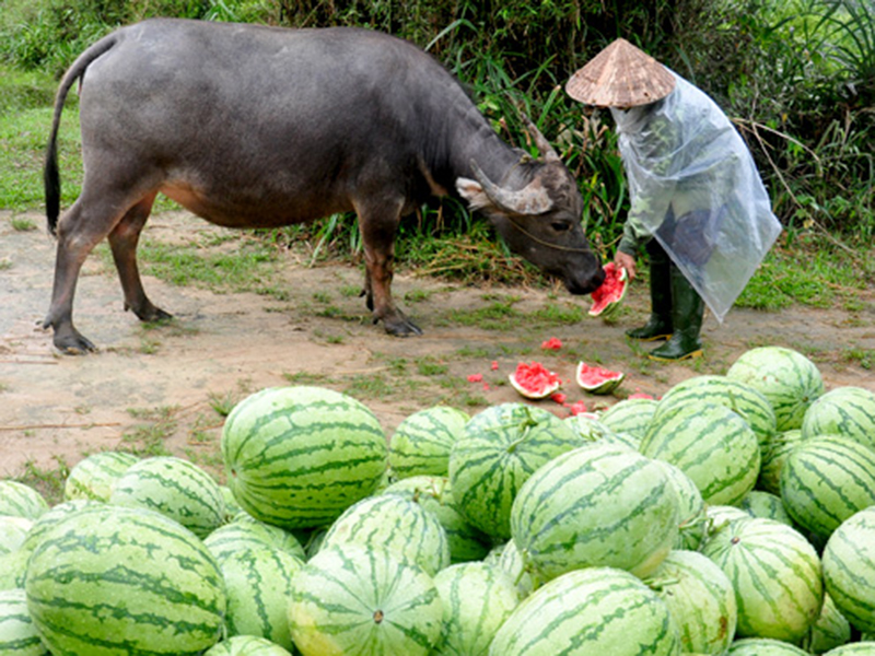 Bi kịch nông dân